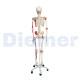 Human Skeleton To 13 With Cover